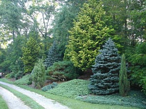 Privacy screen windbreak plants and trees