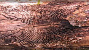 emerald ash borer damage