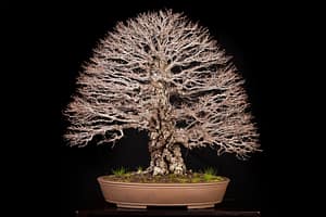 corkbark chinese elm silhouette show 2022