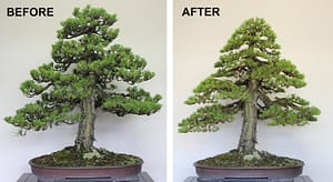 before and after bonsai
