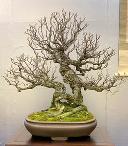 nippon bonsai exhibit tree