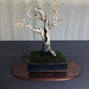 shohin bonsai