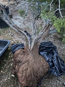 yamadori california juniper collection rootball