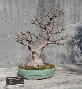 crape myrtle bonsai