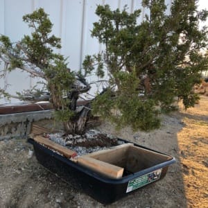 california juniper yamadori