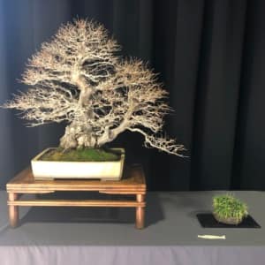 amazing korean hornbeam bonsai winter silhouette