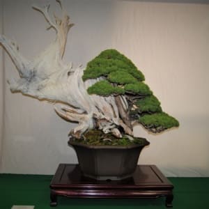 chinese juniper bonsai yamadori bonsai-a-thon 2019