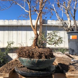 crape myrtle bonsai repotting