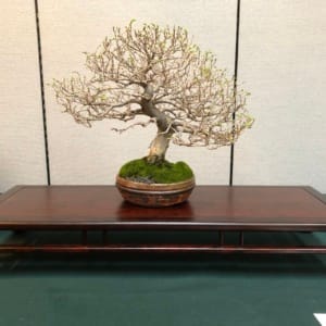 shoshin catlin elm orange country bonsai society show