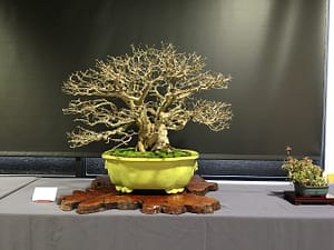 twisted pomegranate bonsai winter silhouette