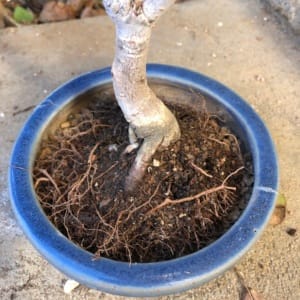 chinese elm shohin bonsai repotting