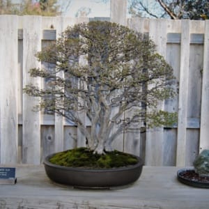 Chinese Elm multi trunk bonsai tree