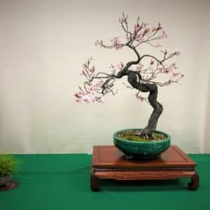 flowering plum bonsai bonsai-a-thon