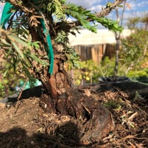 redwood bonsai trunk