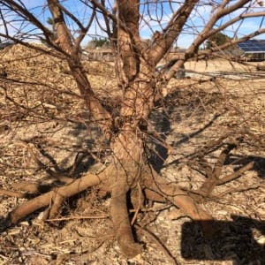 siberian elm bonsai collected