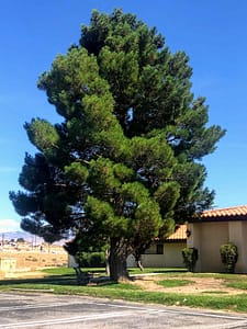 Mature Eldarica Pine Tree