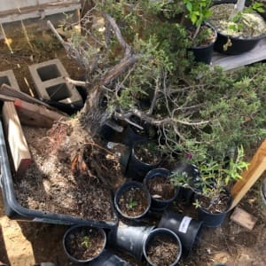 california juniper emergency repot