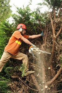 Arborist cutting trees