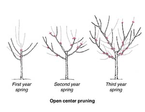 fruit tree pruning