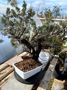 natesnursery-california-juniper-yamadori