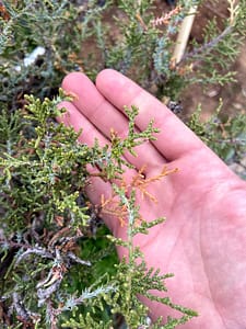 california juniper yamadori bonsai needles maturing into scale foliage