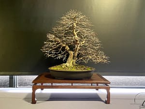 bonsai exhibition winter silhouette korean hornbeam bonsai
