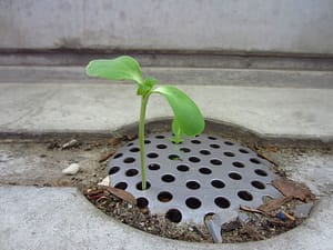 sunflower growing in drain