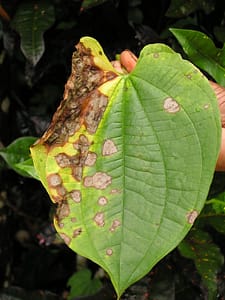 anthracnose on leaf
