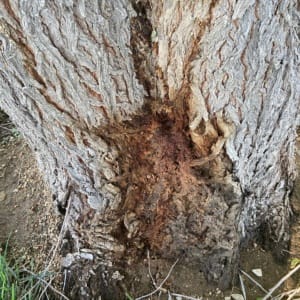 Bacterial wet wood or slime flux on siberian elm
