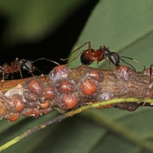 ant tending to scale insect