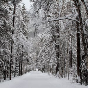 Winter Deciduous Forest Cold Damage