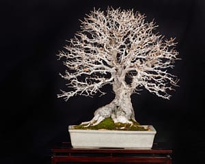 amazing korean hornbeam bonsai display winter silhouette