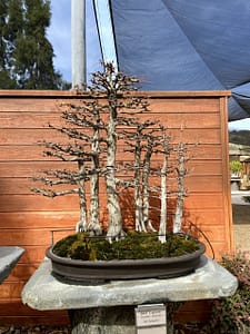 bald cypress bonsai display