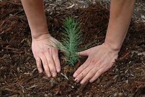 planting a small pine tree seedling instead of a large tree