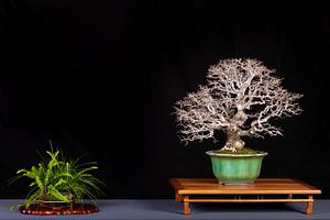 catlin elm bonsai display