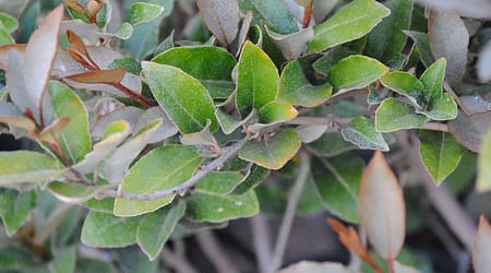 Silverberry Leaves