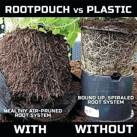 Root pouch vs plastic pots