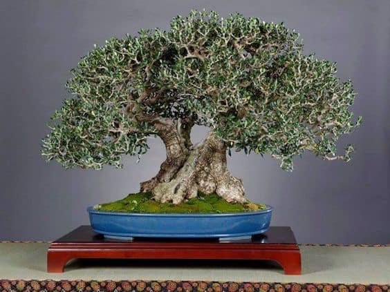 Olive bonsai tree display