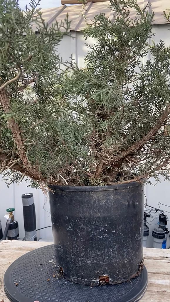 california juniper danger tree 1