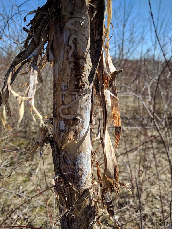 emerald ash borer damage 2