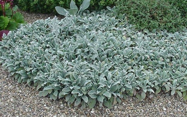 Lamb's Ear Groundcover