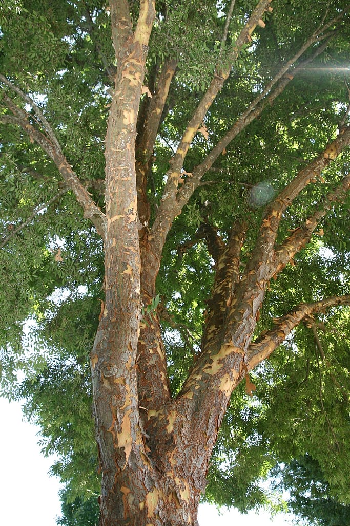 Chinese Elm Mottled Bark