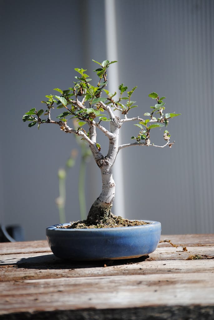 chinese elm bonsai for sale