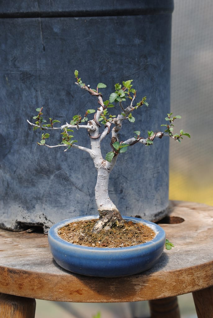 Chinese Elm Bonsai Shohin 131