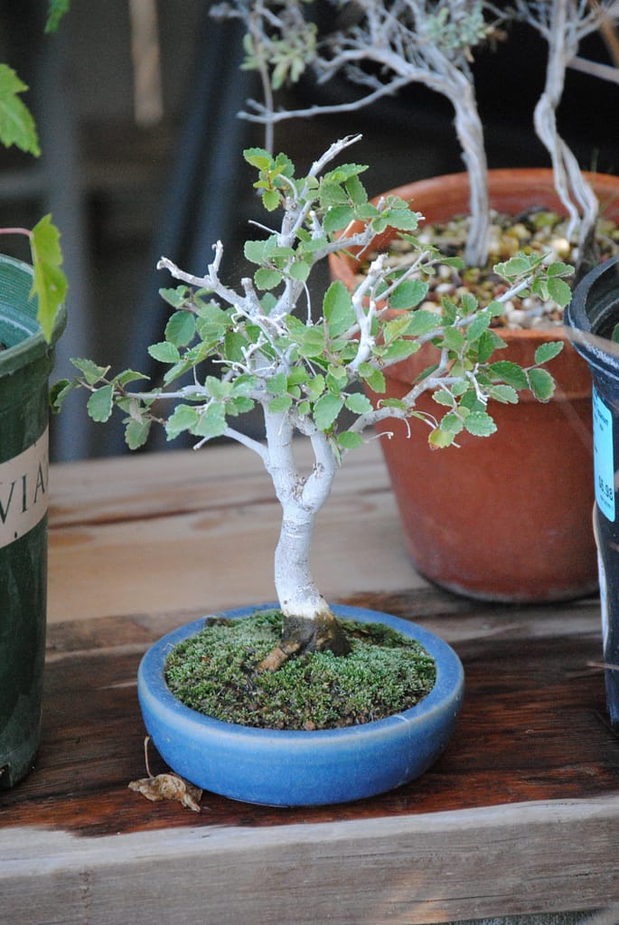 Chinese Elm Bonsai Shohin 8