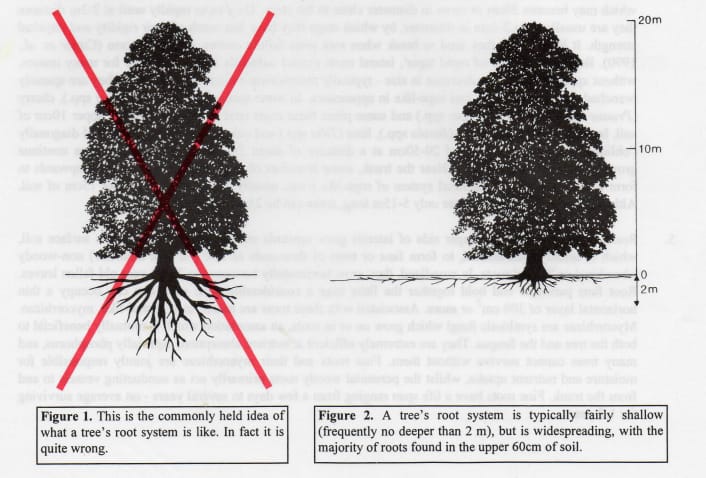 tree root system depiction