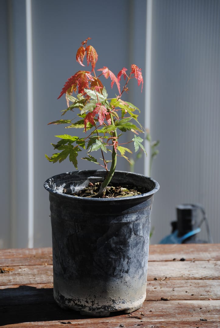 japanese maple pre bonsai