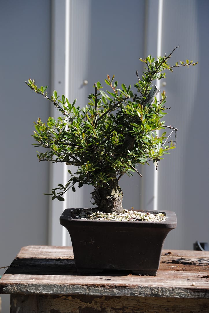 pyracantha shohin bonsai tree