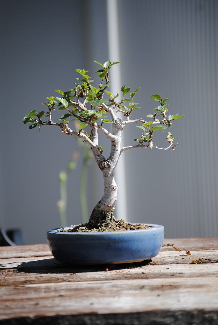 chinese elm shohin bonsai