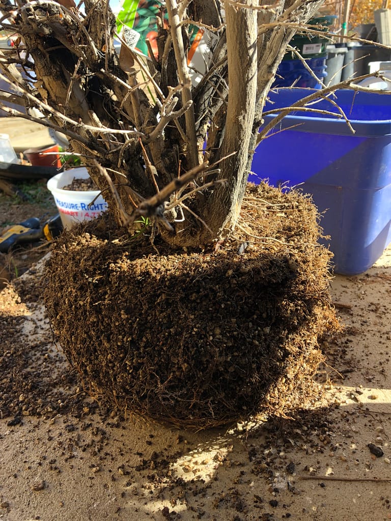 repotting pomegranate bonsai